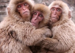 __japanese macaque
