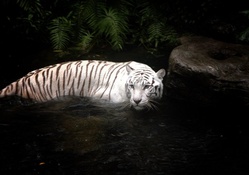 Stunning White Tiger!
