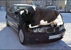 Clever Cow