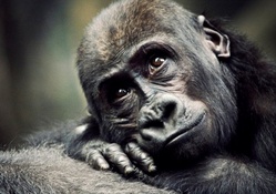 gorilla day dreaming