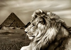 The majesty of the lion and the pyramids