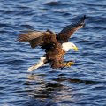 fishing bald eagle