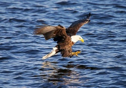 fishing bald eagle