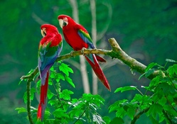 *** Parrots ***