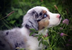 Gorgeous Blue Merle Australian Shepherd Puppy