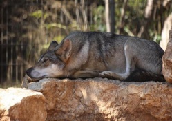 wolf rest