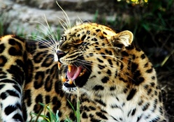 snarling leopard