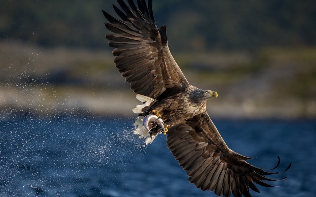 fishing eagle