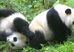 Playing pandas