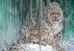 Two Snow Leopards