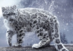 *Snow leopard *