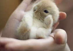 Sweetest Tiny Baby Bunny