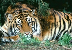Tiger dreamworld