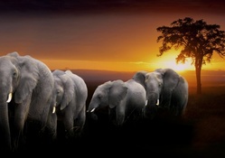 a herd of elephants at sunset in africa