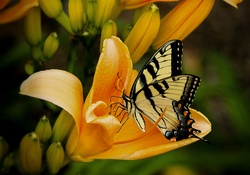Butterfly on Flower!
