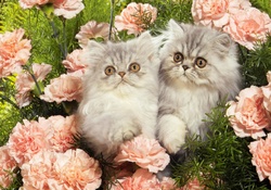 Kittens and carnations