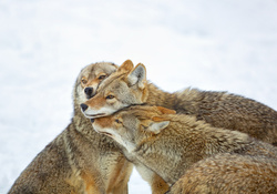 *** Coyote hug ***