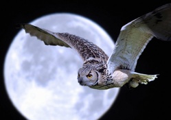 wonderful giant owl flying under a moon