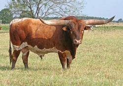 longhorn_cattle