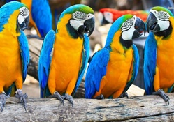 Blue &amp; Yellow Macaws