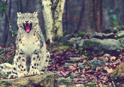 _snow leopards