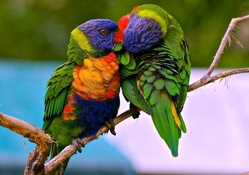 Rainbow Parrots Making Out