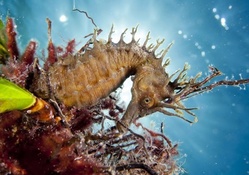 Amazing Underwater Seahorse