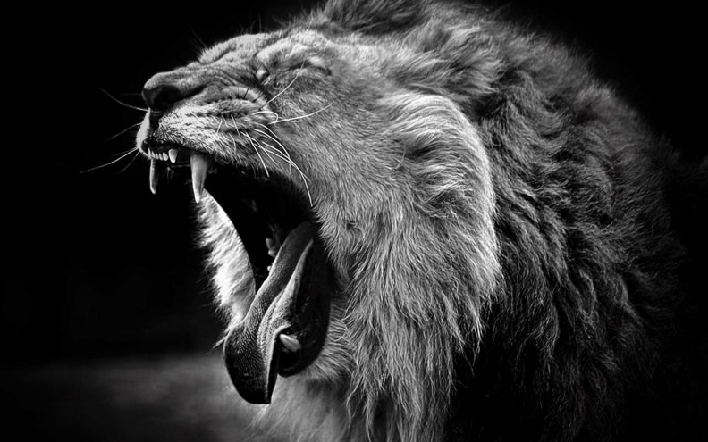 yawn_lion.jpg