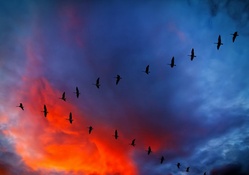 v_formation of canadian geese under gorgeous sky