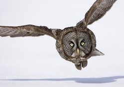 Hunting great gray owl