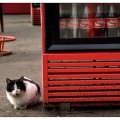 kitty and coca cola