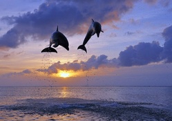 amazing flying dolphins