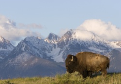 bison montana