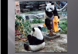 2 Panda bears playing