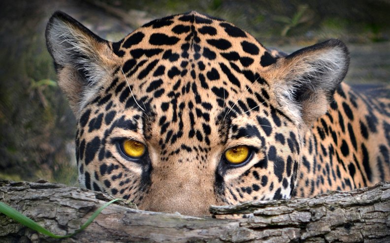 Leopard Eyes