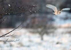 Owl In Winter