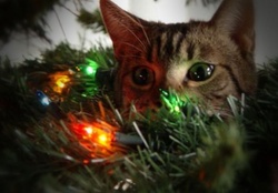Mesmerized Christmas Kitten