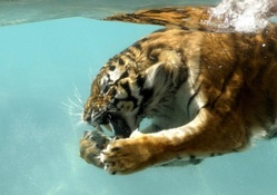 underwater tiger