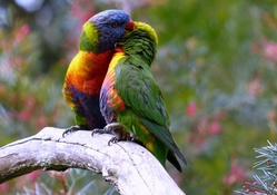 Love Birds ( Parrots )