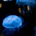 Iridescent Blue Jellyfish