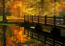 Wooden Bridge in Autumn Forest