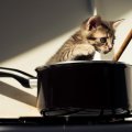 *** Cat in the pot ***
