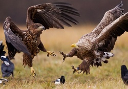 Eagles' attack