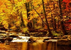 Autumn forest river
