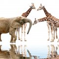 Giraffes and elephant