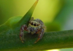 Macro 8 Eyes Jumper Spider