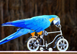 beautiful Macaw and awesome mini bicycle