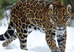 Jaguar_in_snow