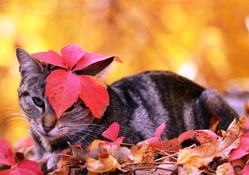 Autumn kitty