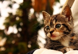 Cute Kitten!